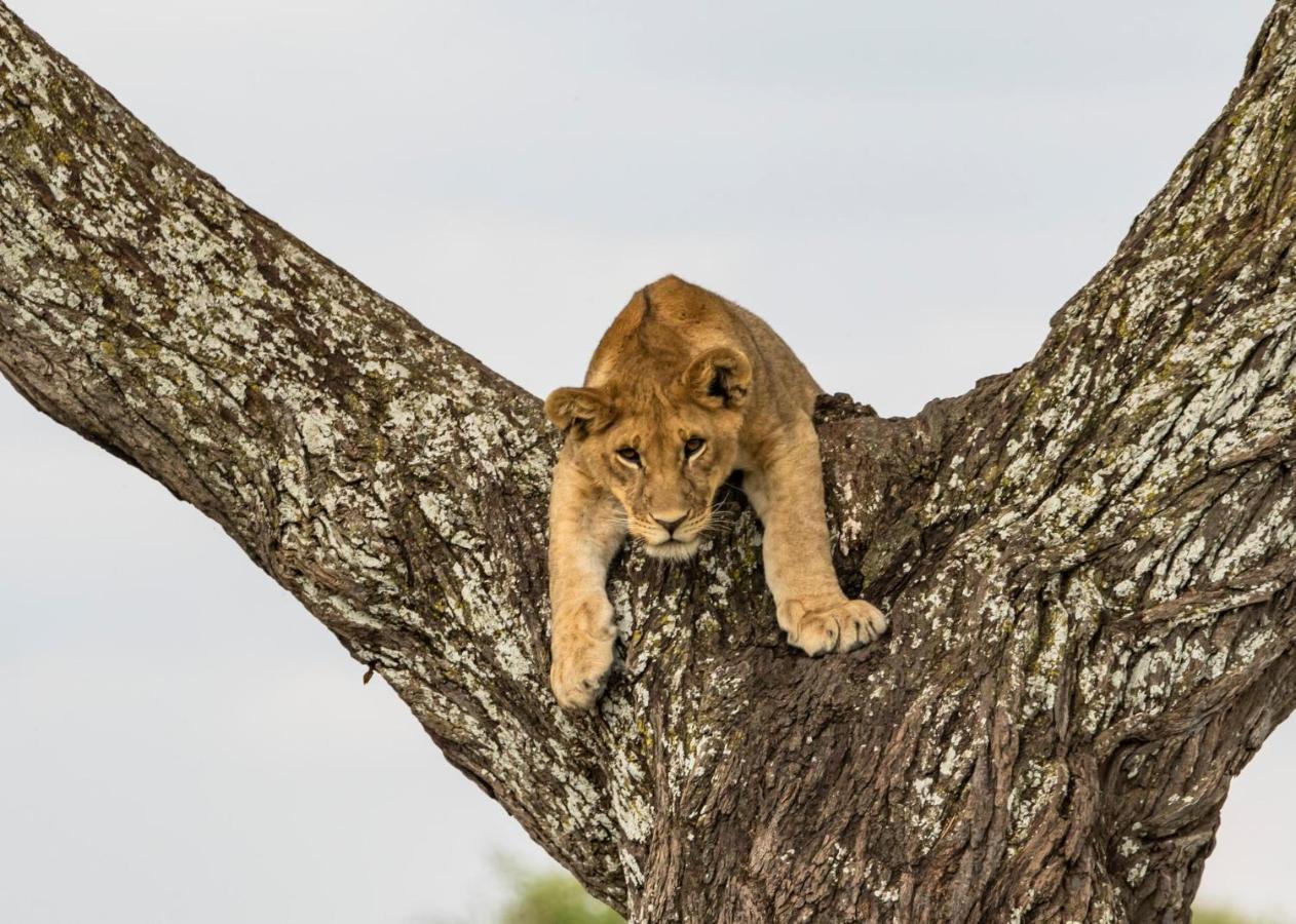 Melia Serengeti Lodge Member Of Melia Collection Exteriör bild