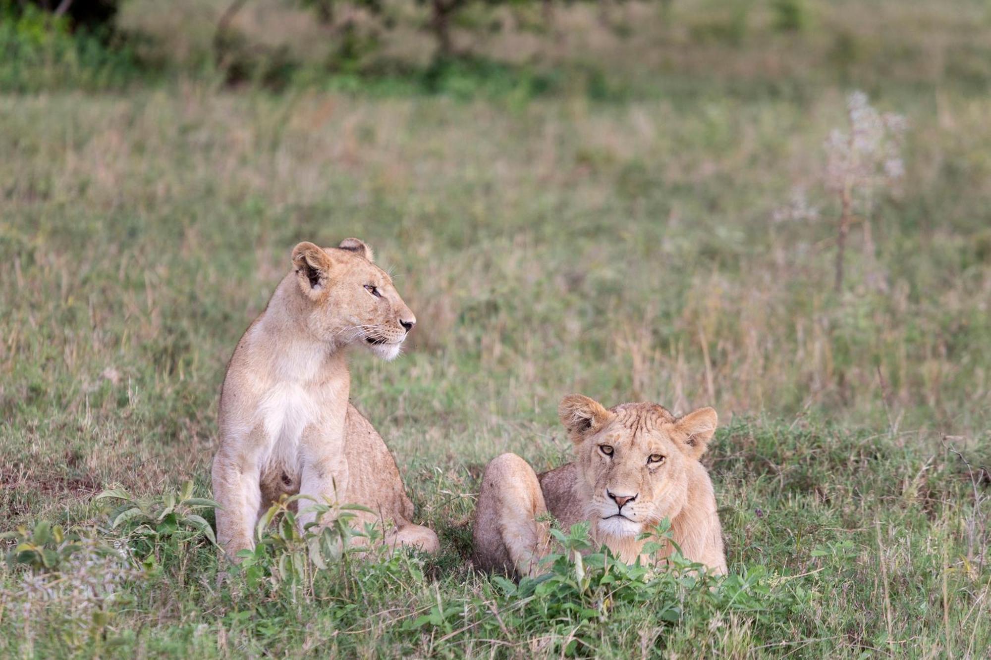 Melia Serengeti Lodge Member Of Melia Collection Exteriör bild