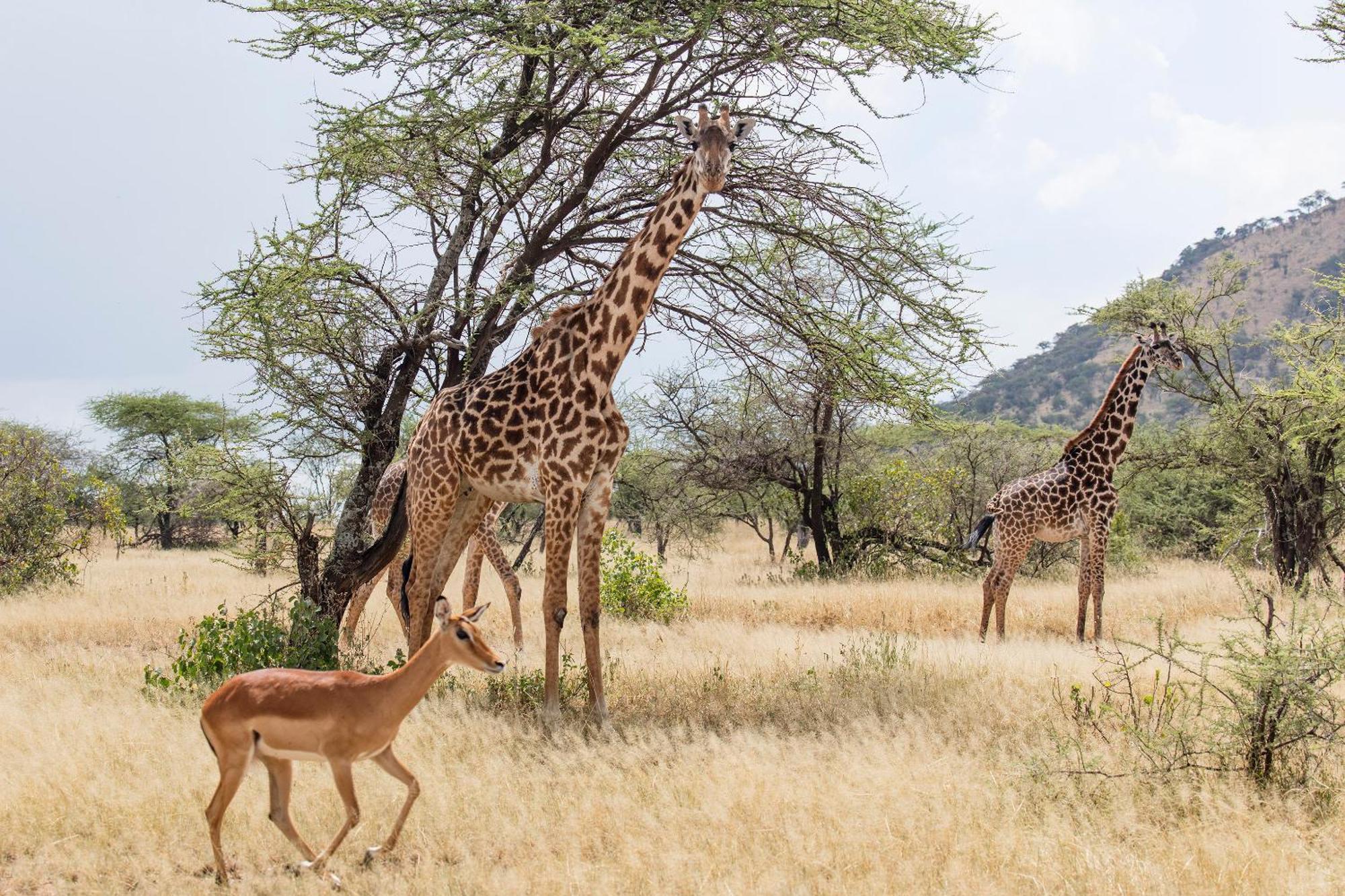 Melia Serengeti Lodge Member Of Melia Collection Exteriör bild